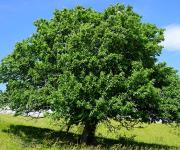 Picture of an oak tree