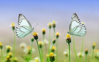 butterflies resting on dandelions