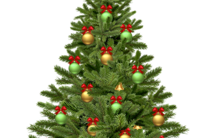 Picture of Christmas Tree
