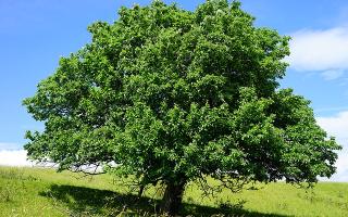 Picture of an oak tree