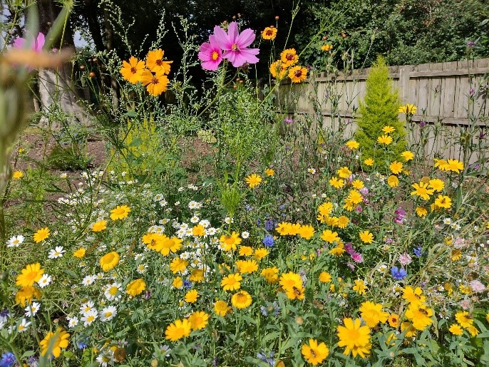 Best Wildflower Patch 11yrs+ After