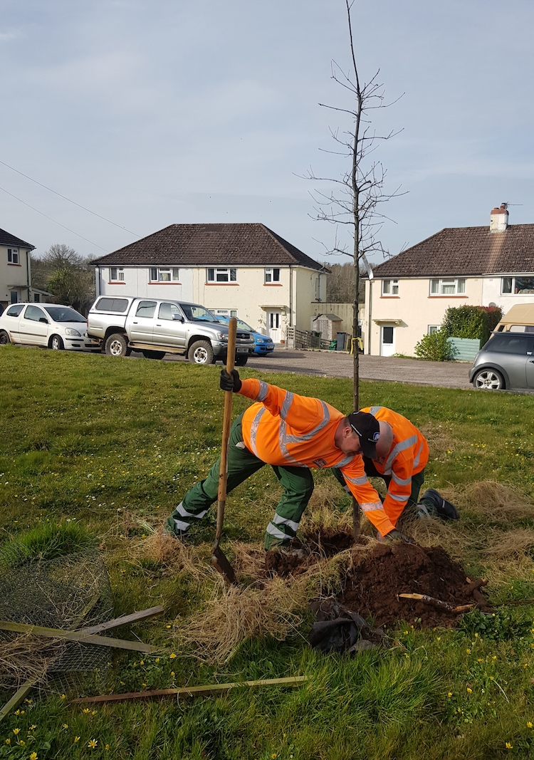 Jubilee tree being planted by EDDC workmen